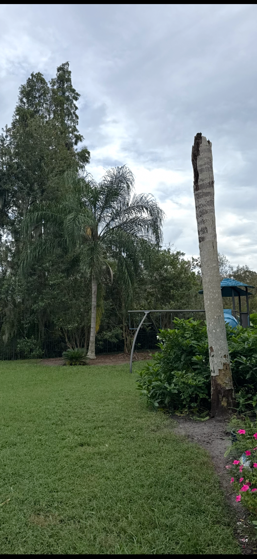 Damaged palm trunk before removal