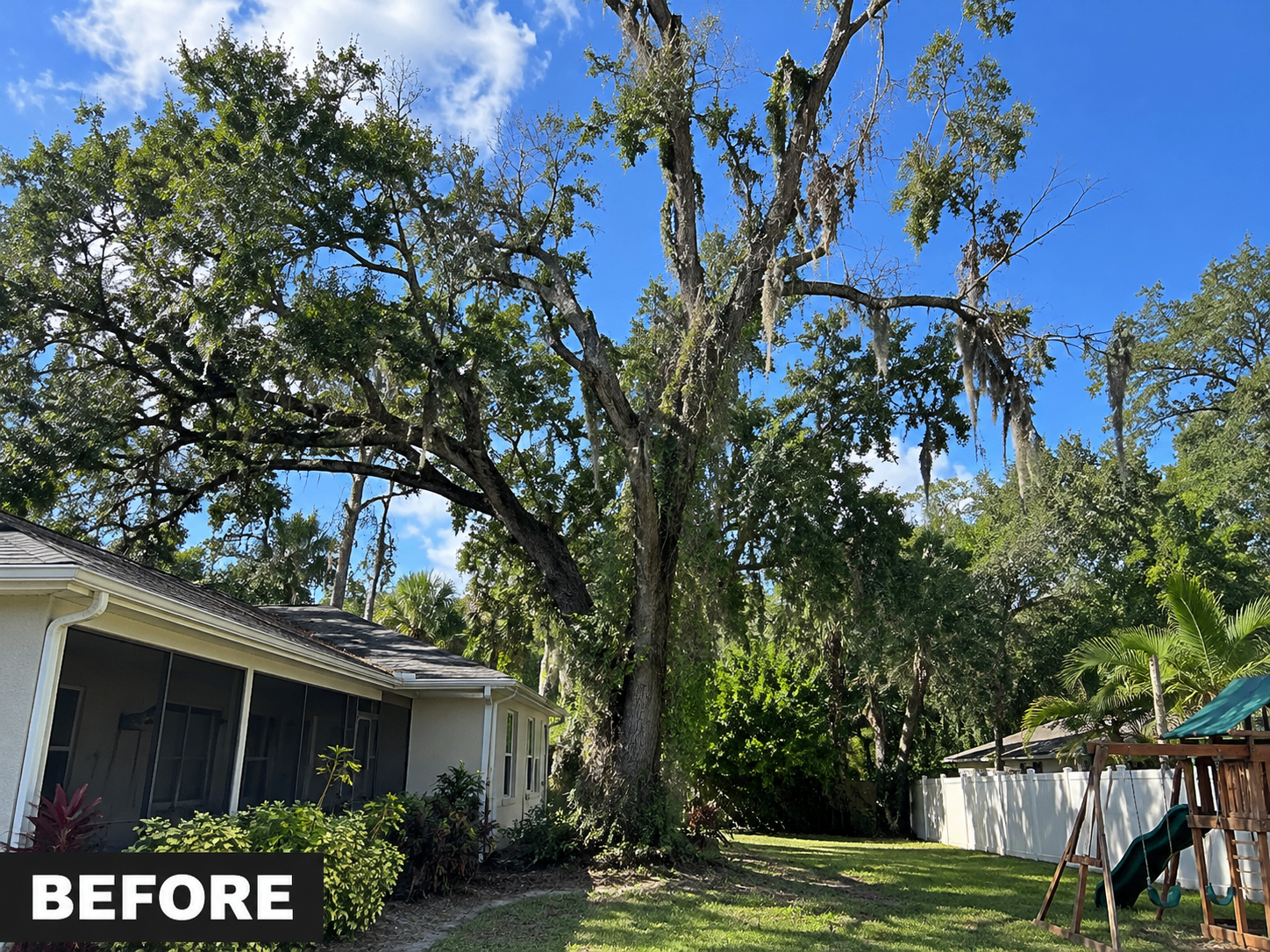 Mature trees on a Tampa Bay property before an All In tree removal project